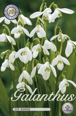 Ikaria-Schneeglöckchen (30 Stück) | Schneeglöckchenzwiebeln Von Sam Van Schooten