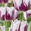 Tulpe Flaming Flag (20 Stück) | Tulpenzwiebeln Von Sam Van Schooten