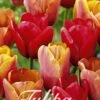 Tulpe Orange King (20 Stück) | Tulpenzwiebeln Von Sam Van Schooten