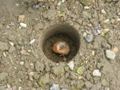 28 X 26 X 7,5 Cm Kurzstieliger Blumenzwiebel Pflanzer | Gartenzubehör Von Garland -Garten Traum Haus 558875 28 x 26 x 7 5 cm Kurzstieliger Blumenzwiebel Pflanzer W0474 gl 4