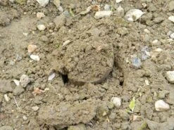 28 X 26 X 7,5 Cm Kurzstieliger Blumenzwiebel Pflanzer | Gartenzubehör Von Garland -Garten Traum Haus 558875 28 x 26 x 7 5 cm Kurzstieliger Blumenzwiebel Pflanzer W0474 gl 8