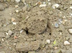 88 X 30,5 X 7,5 Cm Langstieliger Blumenzwiebel Pflanzer | Gartenzubehör Von Garland -Garten Traum Haus 558876 88 x 30 5 x 7 5 cm Langstieliger Blumenzwiebel Pflanzer W0475 gl 9