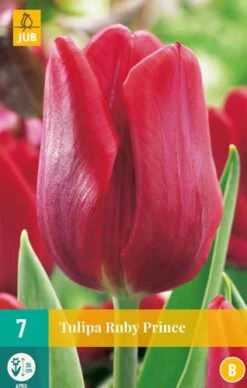 Tulpe Ruby Prince (7 Stück) | Tulpenzwiebeln Von Jub Holland