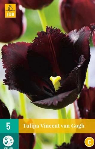 Tulpe Vincent Van Gogh (5 Stück) | Tulpenzwiebeln Von Jub Holland 1 Tulpe Vincent Van Gogh (5 Stück) | Tulpenzwiebeln Von Jub Holland