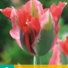Tulpe Esperanto (7 Stück) | Tulpenzwiebeln Von Jub Holland