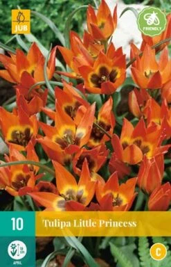Tulpe Little Princess (10 Stück) | Tulpenzwiebeln Von Jub Holland