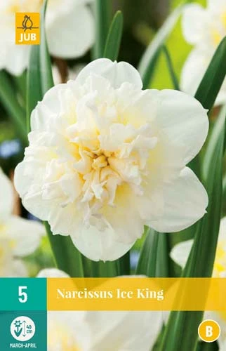 Narzisse Ice King (5 Stück) | Narzissenzwiebeln Von Jub Holland 1 Narzisse Ice King (5 Stück) | Narzissenzwiebeln Von Jub Holland
