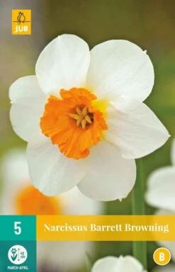 Narzisse Barrett Browning (5 Stück) | Narzissenzwiebeln Von Jub Holland