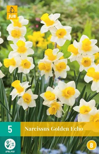 Narzisse Golden Echo (5 Stück) | Narzissenzwiebeln Von Jub Holland 1 Narzisse Golden Echo (5 Stück) | Narzissenzwiebeln Von Jub Holland