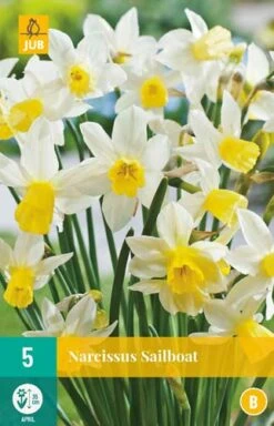 Narzisse Sailboat (5 Stück) | Narzissenzwiebeln Von Jub Holland