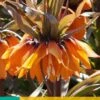 Fritillaria Imp. Sunset (1 Stück) | Kaiserkronenzwiebeln Von Jub Holland