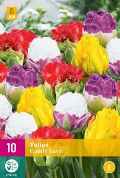 Tulpe Candy Love (10 Stück) | Tulpenzwiebeln Von Jub Holland