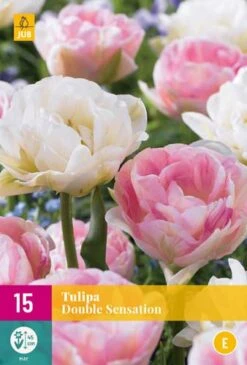 Tulpe Double Sensation (15 Stück) | Tulpenzwiebeln Von Jub Holland