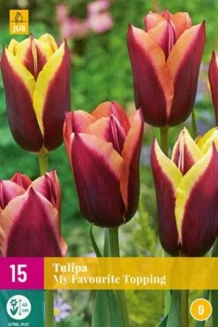 Tulpe My Favourite Topping (15 Stück) | Tulpenzwiebeln Von Jub Holland