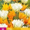 Tulpe Sunbath (15 Stück) | Tulpenzwiebeln Von Jub Holland