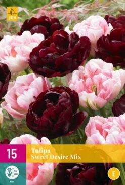 Tulpe Sweet Desire Mix (15 Stück) | Tulpenzwiebeln Von Jub Holland