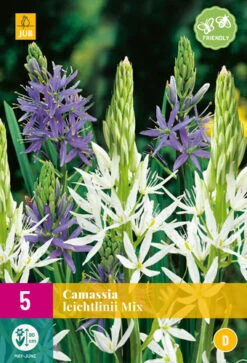 Blaue Prärielilie Mix (5 Stück) | Prärielilien Von Jub Holland