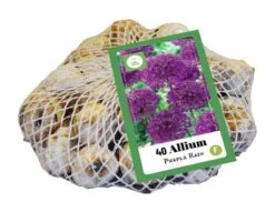 Zierlauch Purple Rain (40 Stück) | Alliumzwiebeln Von Jub Holland