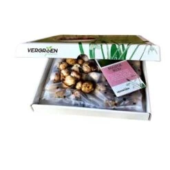 Bolletje B(l)ij (50 Stück) | Blumenzwiebelmischungen Von Jub Holland