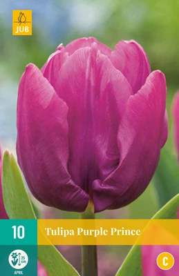 Tulpe Purple Prince (10 Stück) | Tulpenzwiebeln Von Jub Holland 1 Tulpe Purple Prince (10 Stück) | Tulpenzwiebeln Von Jub Holland