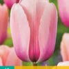 Tulpe Salmon Impression (10 Stück) | Darwin-Hybrid-Tulpen Von Jub Holland