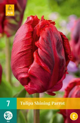 Tulpe Shining Parrot (7 Stück) | Papagei-Tulpen Von Jub Holland 1 Tulpe Shining Parrot (7 Stück) | Papagei-Tulpen Von Jub Holland