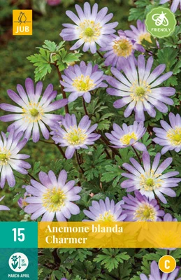 Anemone Blanda Charmer (15 Stück) | Anemonenknollen Von Jub Holland 1 Anemone Blanda Charmer (15 Stück) | Anemonenknollen Von Jub Holland