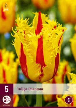 Tulpe Phantom (5 Stück) | Tulpenzwiebeln Von Jub Holland