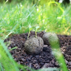 Samenbomben Die Mohnlandschaft (6 Stück) | Mohnsamen Von FLORTUS -Garten Traum Haus 562163 Samenbomben Die Mohnlandschaft 6 Stueck 2000 1054 6