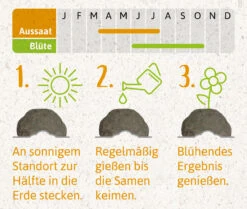 Samenbomben Der Gelbe Sonnenschein (6 Stück) | Blumensamenmischung Von FLORTUS -Garten Traum Haus 562164 Samenbomben Der Gelbe Sonnenschein 6 Stueck 2000 1055 4