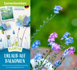 Samenbomben Urlaub Auf Balkonien (6 Stück) | Blumensamenmischung Von FLORTUS -Garten Traum Haus 562167 Samenbomben Urlaub auf Balkonien 6 Stueck 2000 1058 2