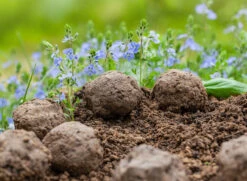 Samenbomben Set (8 Päckchen) | Blumensamenmischung Von FLORTUS 14 Samenbomben Set (8 Päckchen) | Blumensamenmischung Von FLORTUS -Garten Traum Haus 562498 Samenbomben Set 8 Paeckchen 2000 2367 6 1